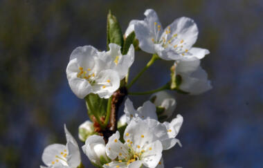 Early Gold Plum