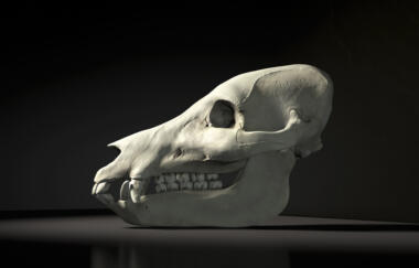 Salavon Generic Mammal Skull 21 Baboon 18 Bear 17 Human 44 Wild Boar 2010 1