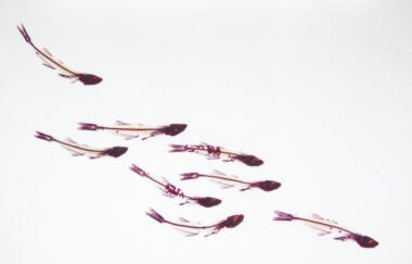 Ballangee Rip Gulf Silversides 2014