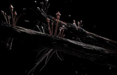Cottingham Sequence A Frame No 0747 From Growth 2007