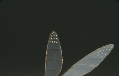 Panamarenko Encarsia Formosa 1987 cropped