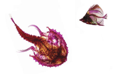 Ballengee Rip Batfish And Butterflyfish 2014 Hero Image