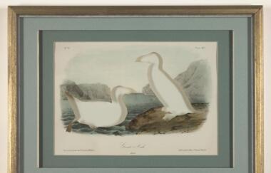 Ballengee RIP Great Auk 2007