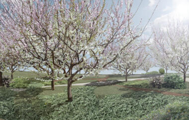 Open Orchard 6